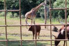 IMG-20230706-WA0057